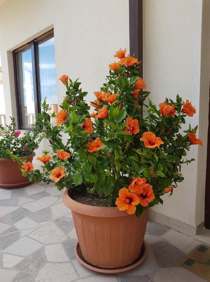Apartament Mira & Nikola